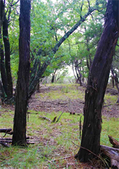Austin Texas Cedar Cleaning, Cedar Clearing For Landscaping Beauty By Dapacu