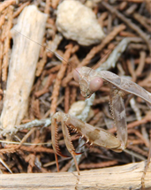 Nature Professional Photography By Dapacu Photo