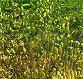 Art Galleries in Manhattan New York At www.Newyork.By Dapacu Artist